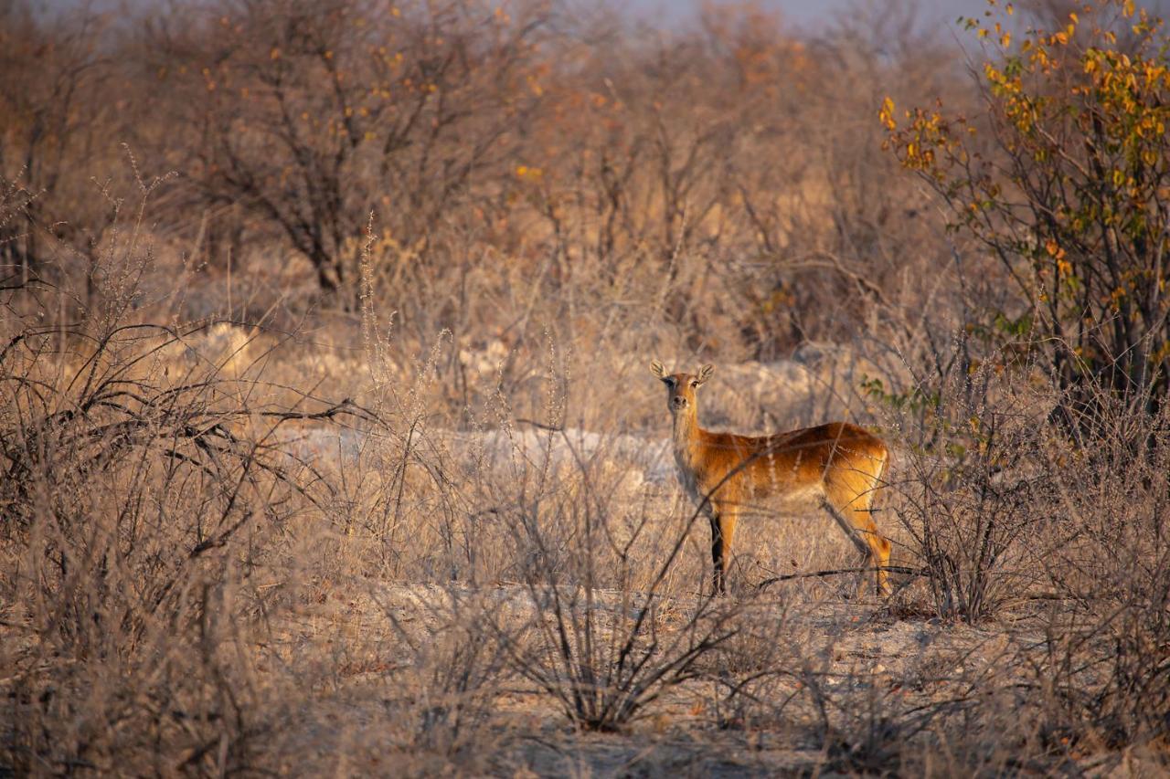 Etosha Trading Post Campsite 오카우쿠에요 외부 사진